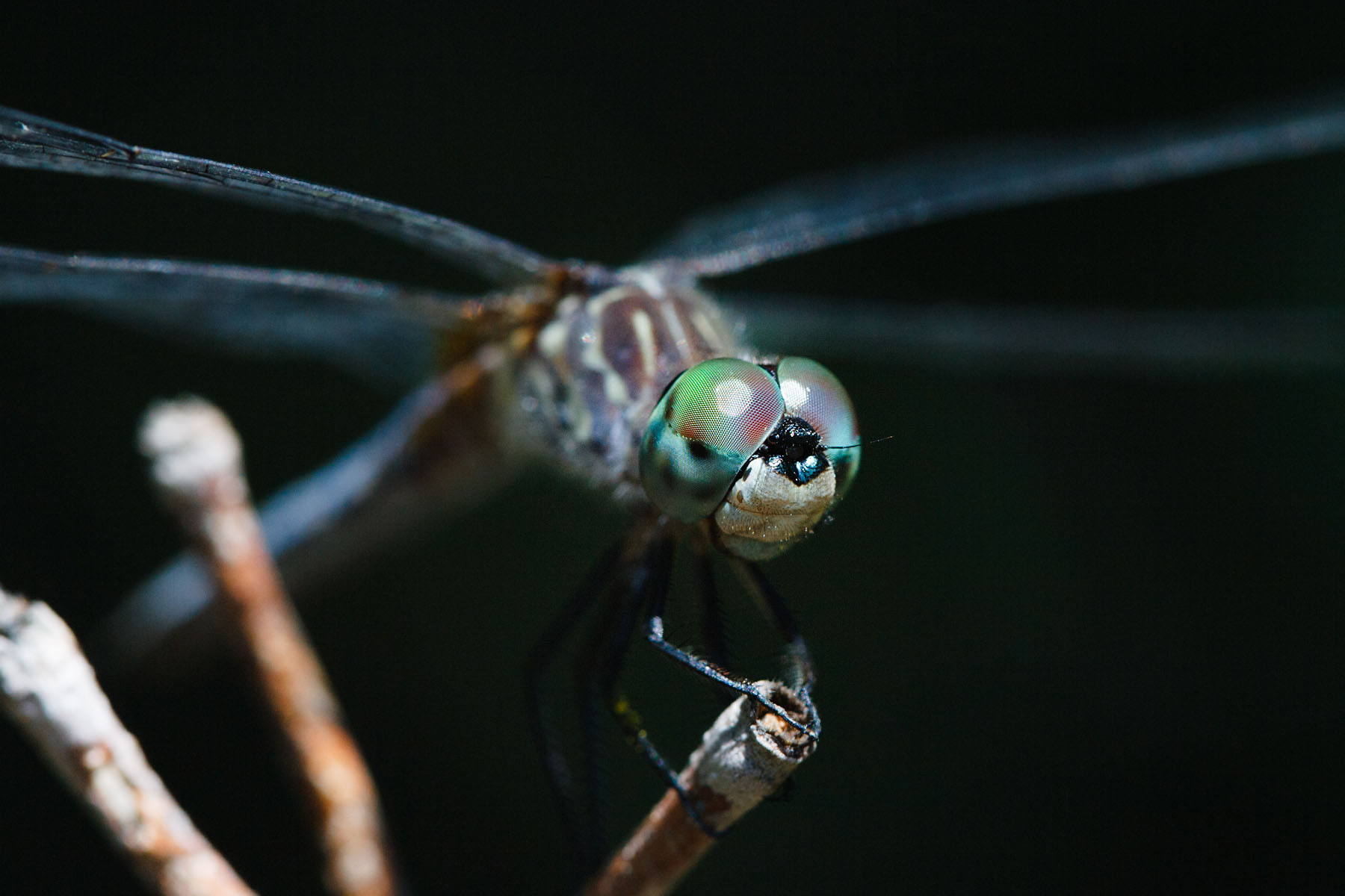 Dragonfly, Canon 100 macro lens.  Click for next photo.