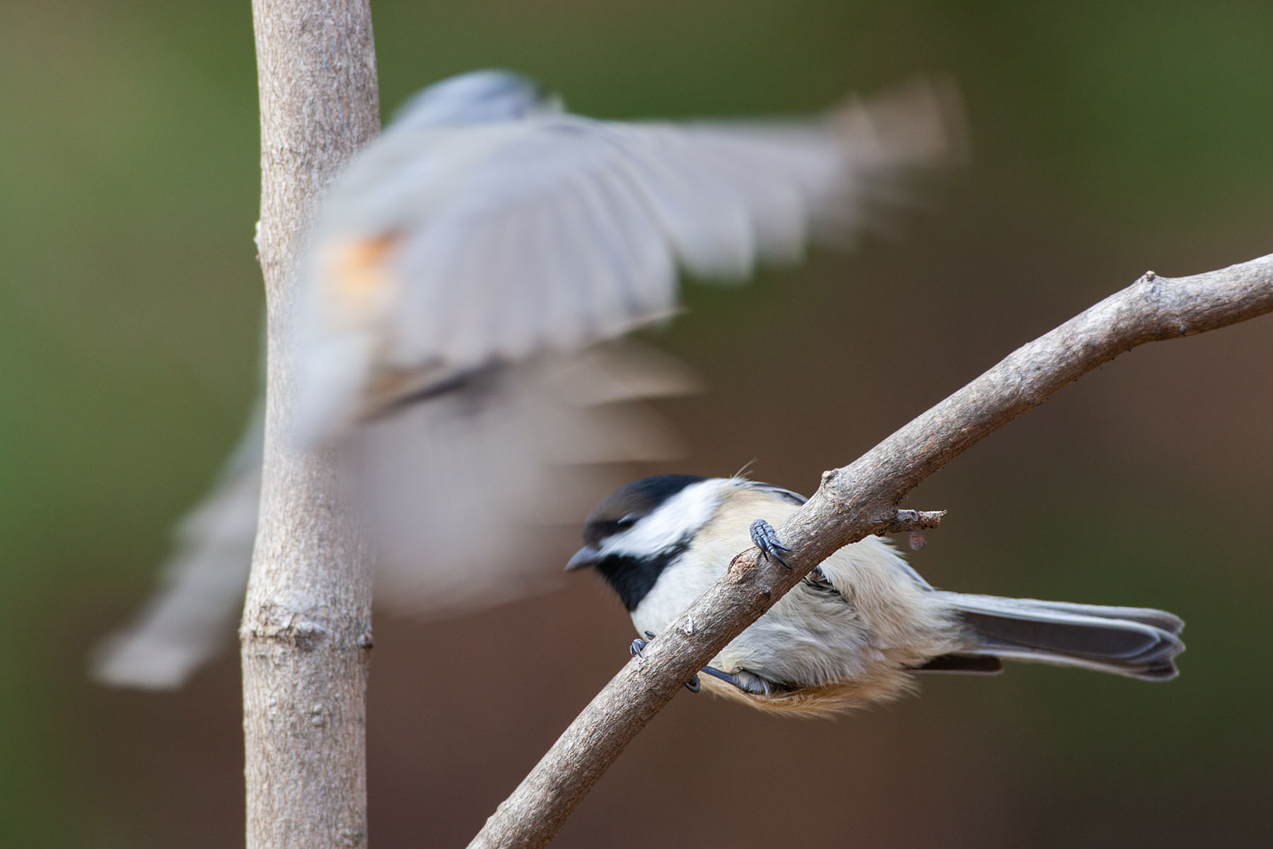A shutter speed of 1/250 is quick enough to get a chickadee sitting on a branch, but not nearly fast enough to freeze a tufted titmouse thinking about landing on the same branch.  Click for next photo.