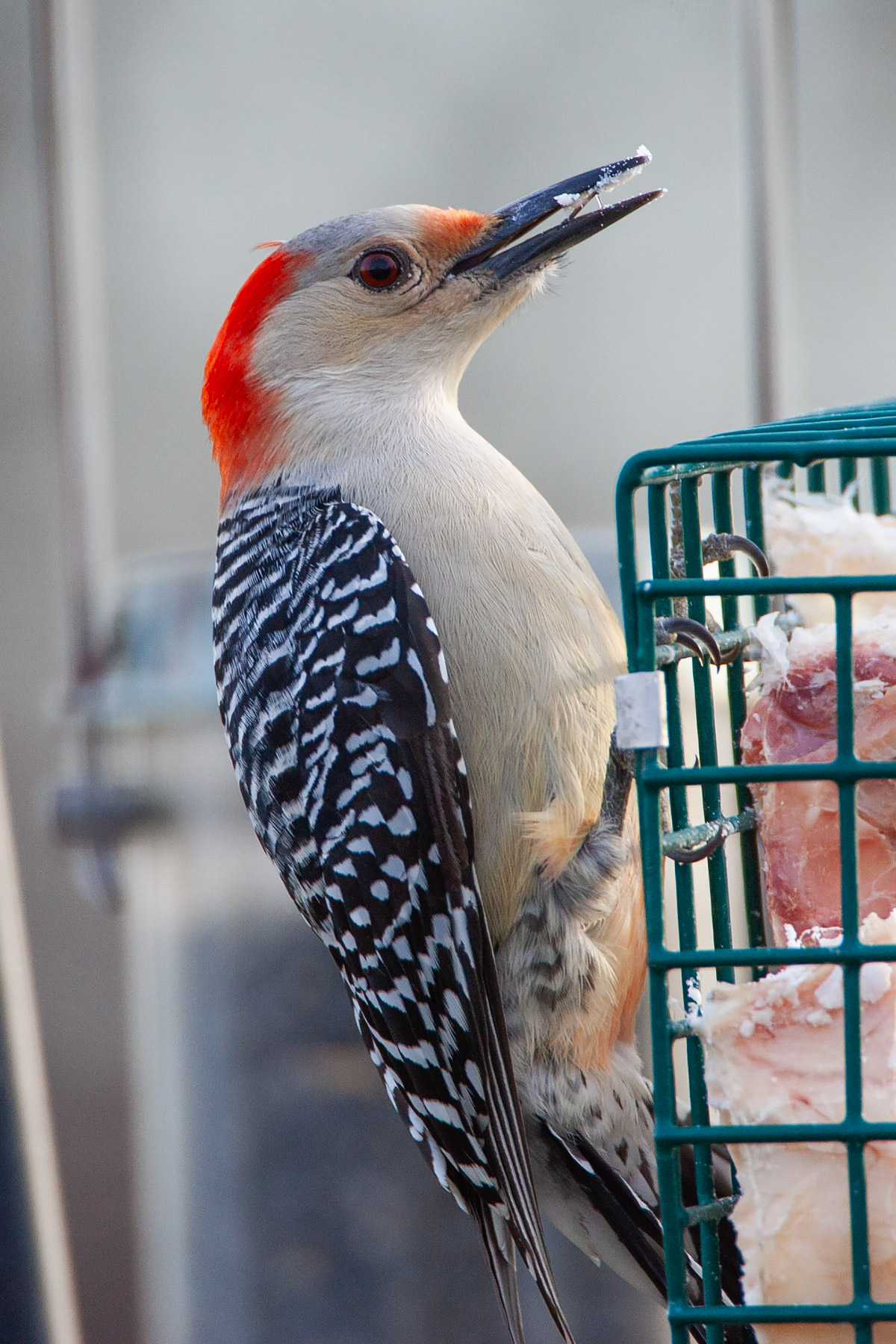 Red-bellied woodpecker at nearby Audubon center.  Click for next photo.