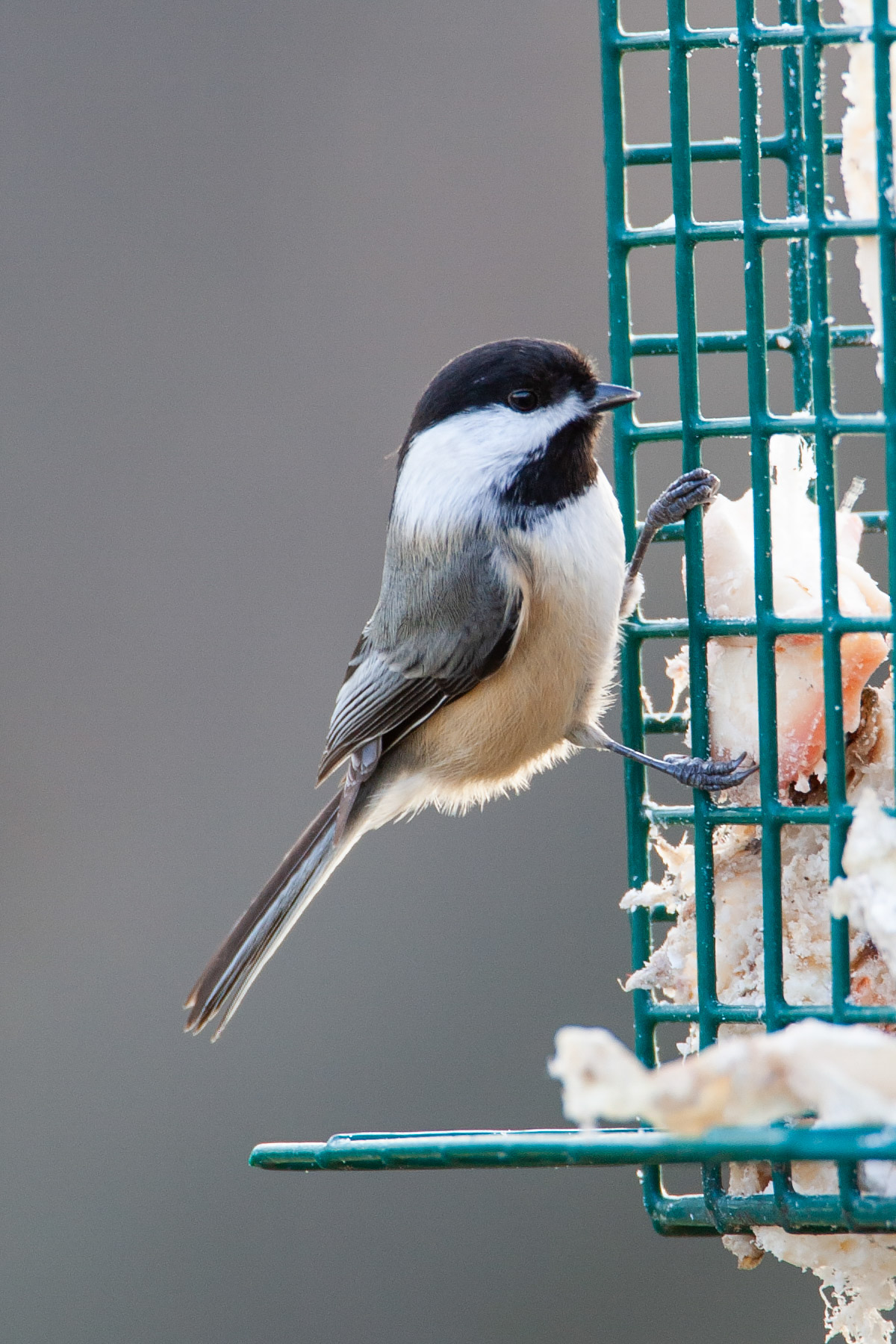 Chickadee at suet feeder, Daniel Webster Wildlife Sanctuary (Mass Audubon), Marshfield, Mass.  Click for next photo.