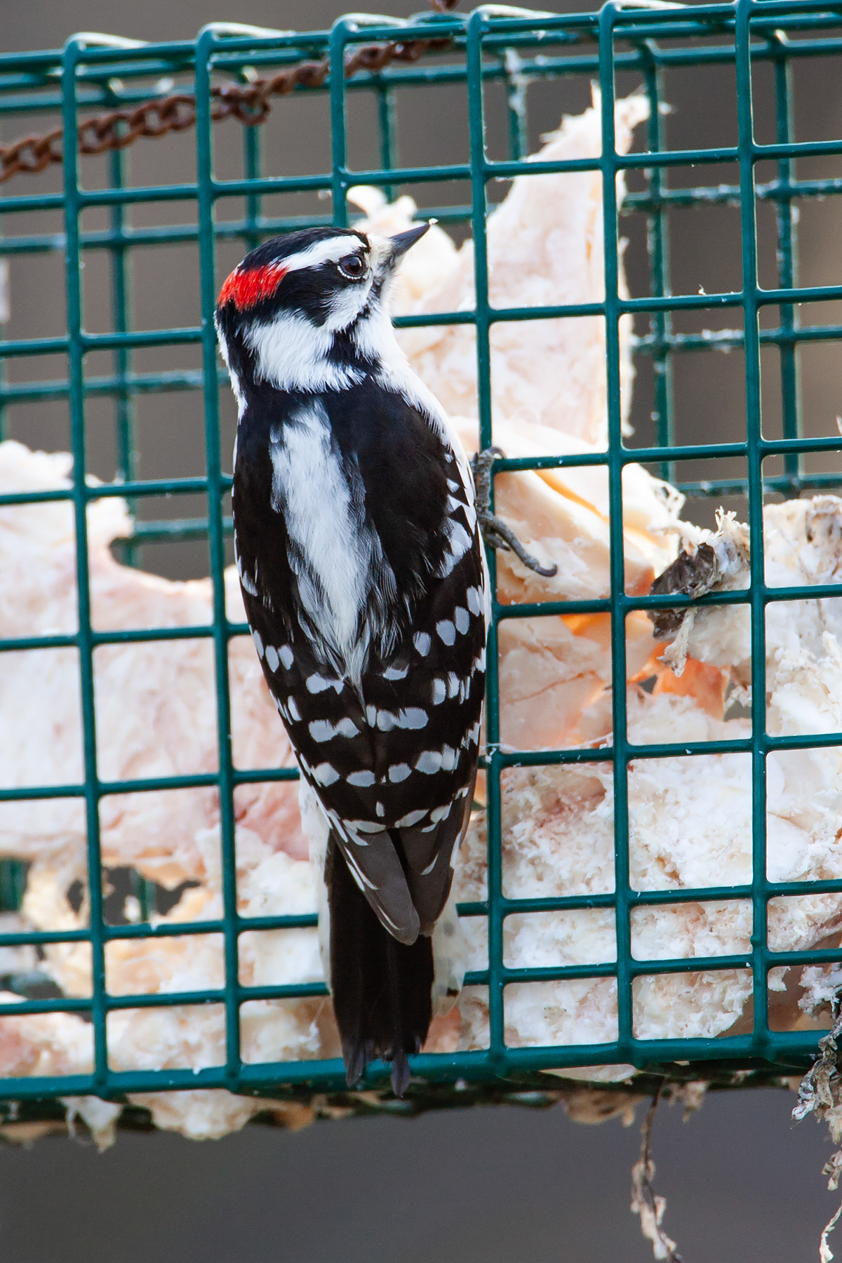 Downy woodpecker at suet feeder, Daniel Webster Wildlife Sanctuary (Mass Audubon), Marshfield, Mass.  Click for next photo.