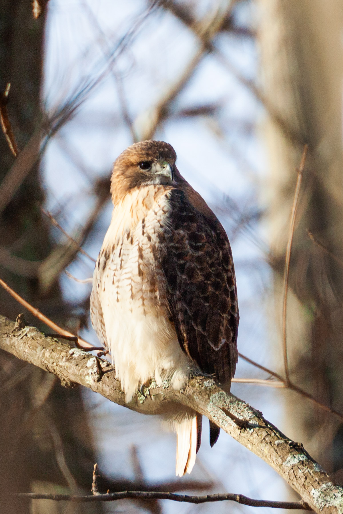 Red-tailed hawk in the woods near my yard.  Click for next photo.