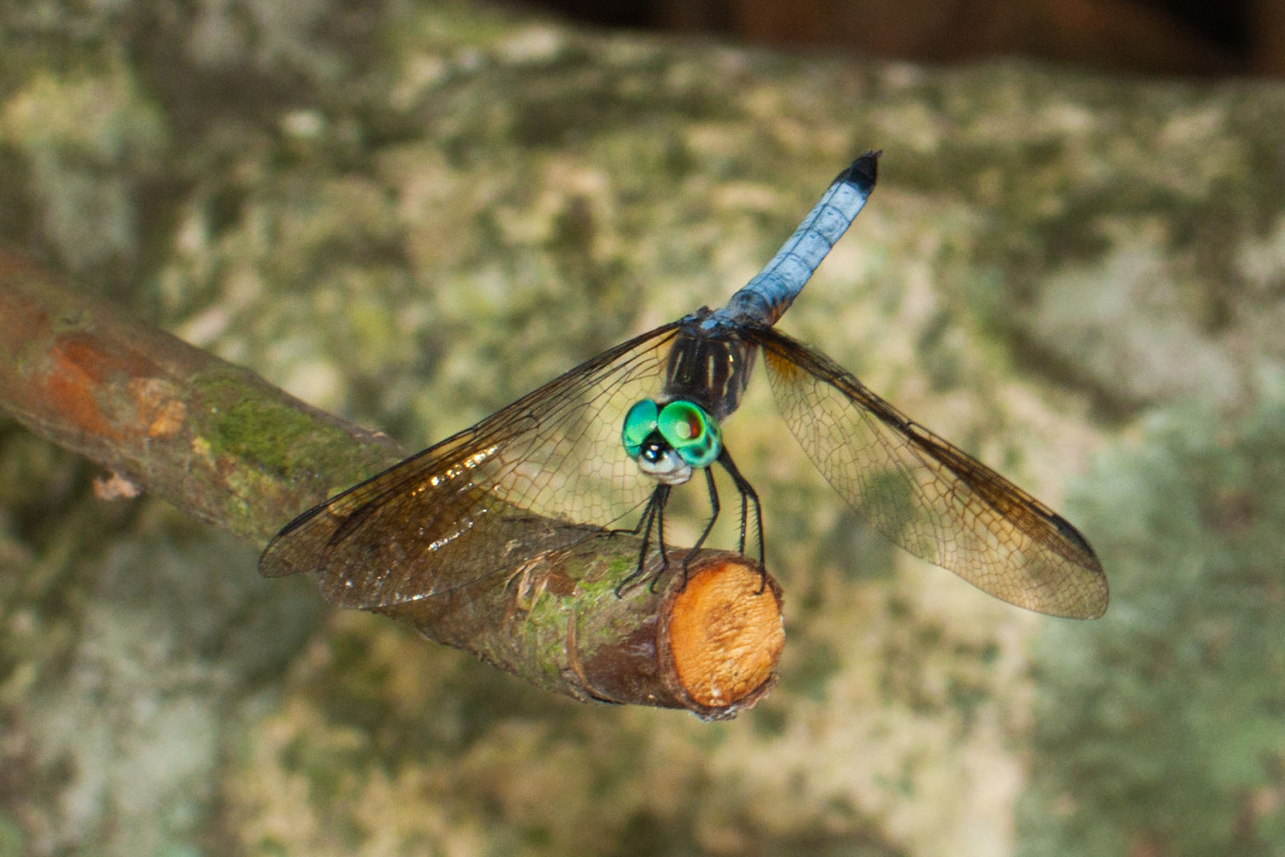 Dragonfly, Stony Brook Audubon Refuge with Canon G6 camera.  Click for next photo.