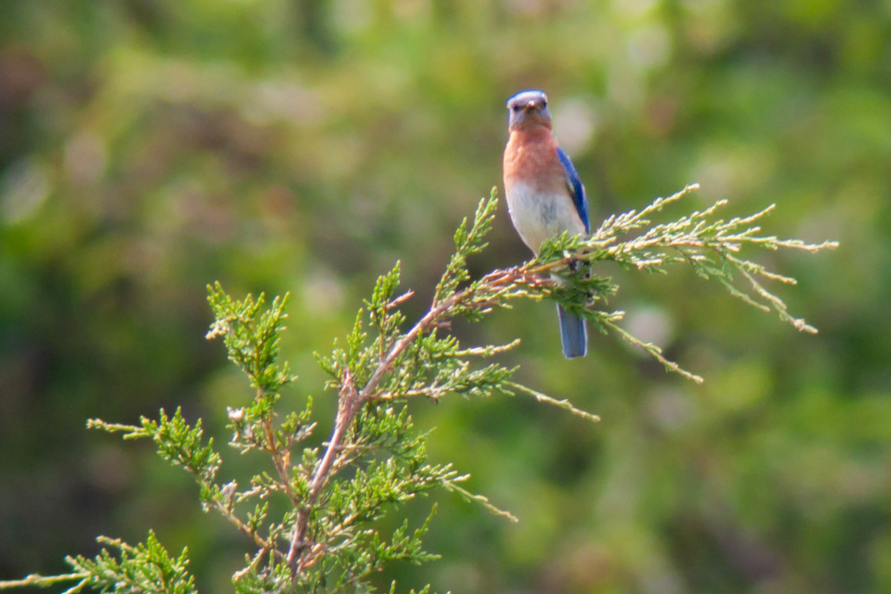 Eastern Bluebird, Massachusetts Audubon Stony Brook Refuge.  Digiscoped, Televue 85, 40mm eyepiece, 2x multiplier, Canon G6 camera.  Not sharp, but my first bluebird image and only one of an Eastern Bluebird.  Click for next photo.