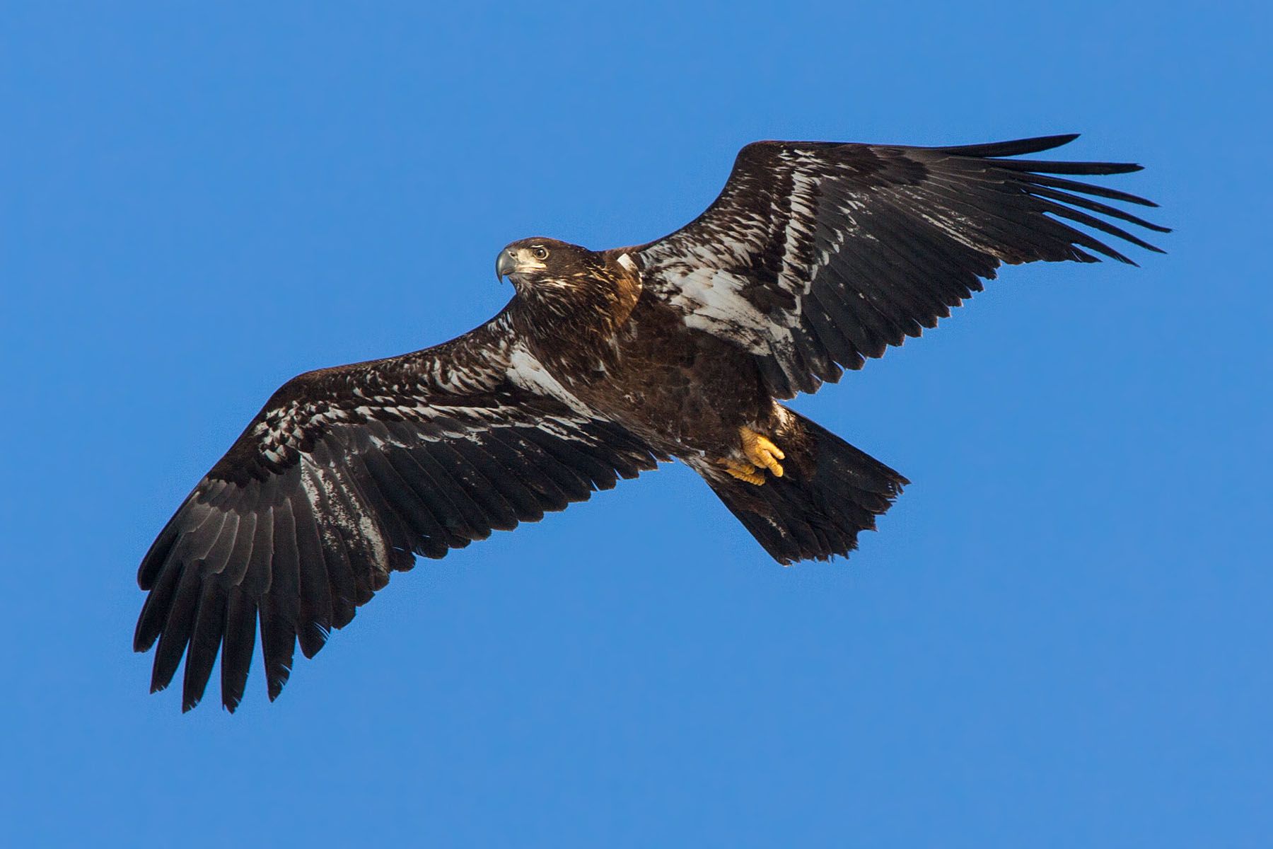 Juvenile bald eagle, Mississippi River, February 2007.  Click for next photo.