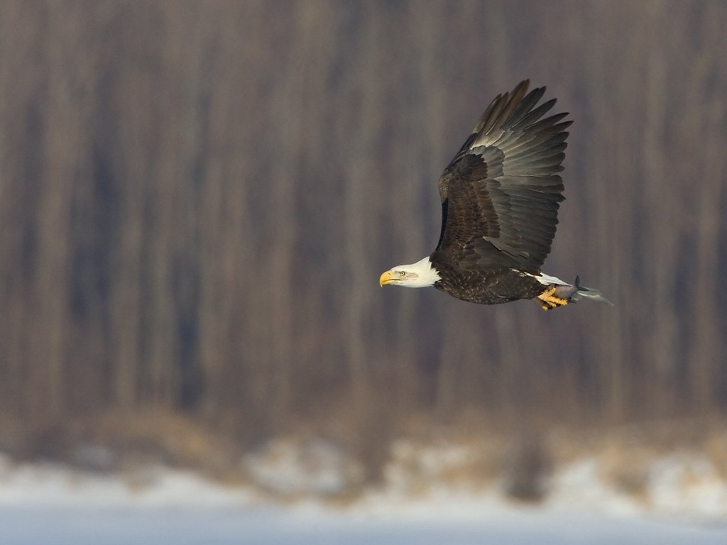 Bald eagle, Mississippi River, February 2007.  Click for next photo.
