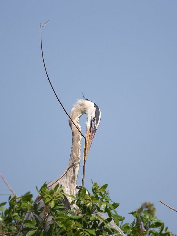 Blue heron builds its nest, Venice, Florida.  Click for next photo.