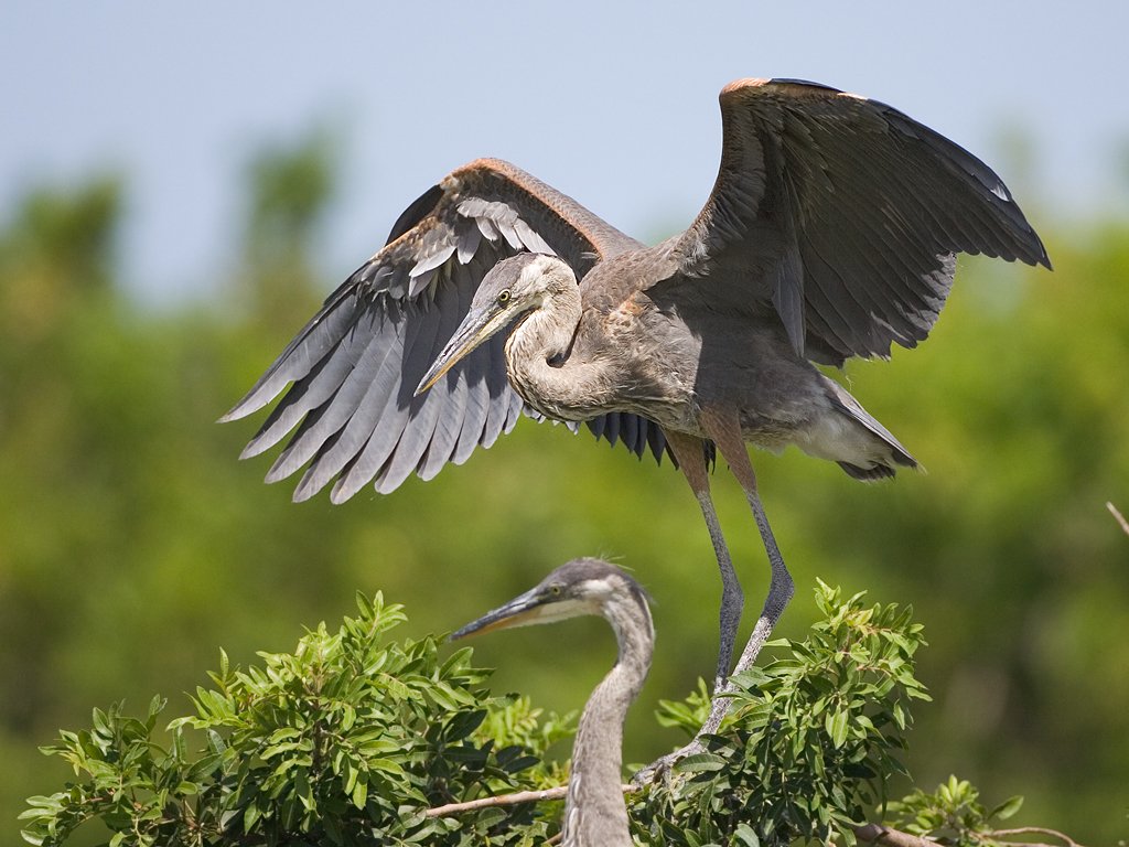 Blue heron youngster tests its wings, Venice, Florida.  Click for next photo.