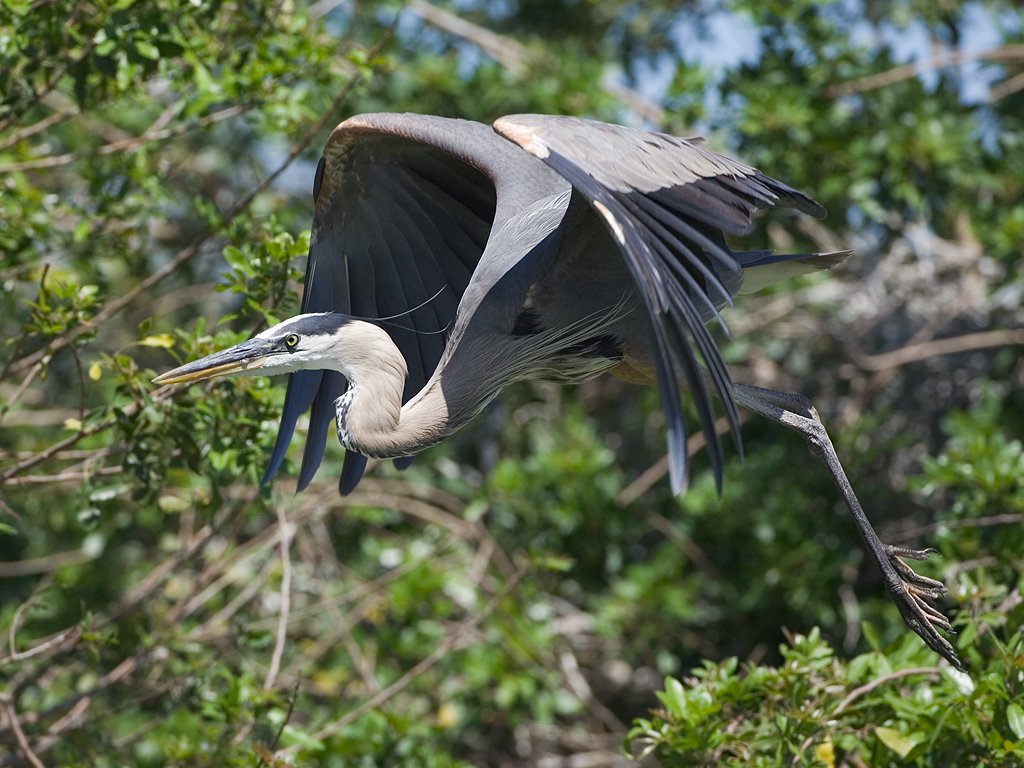 Blue heron, Venice, Florida.  Click for next photo.