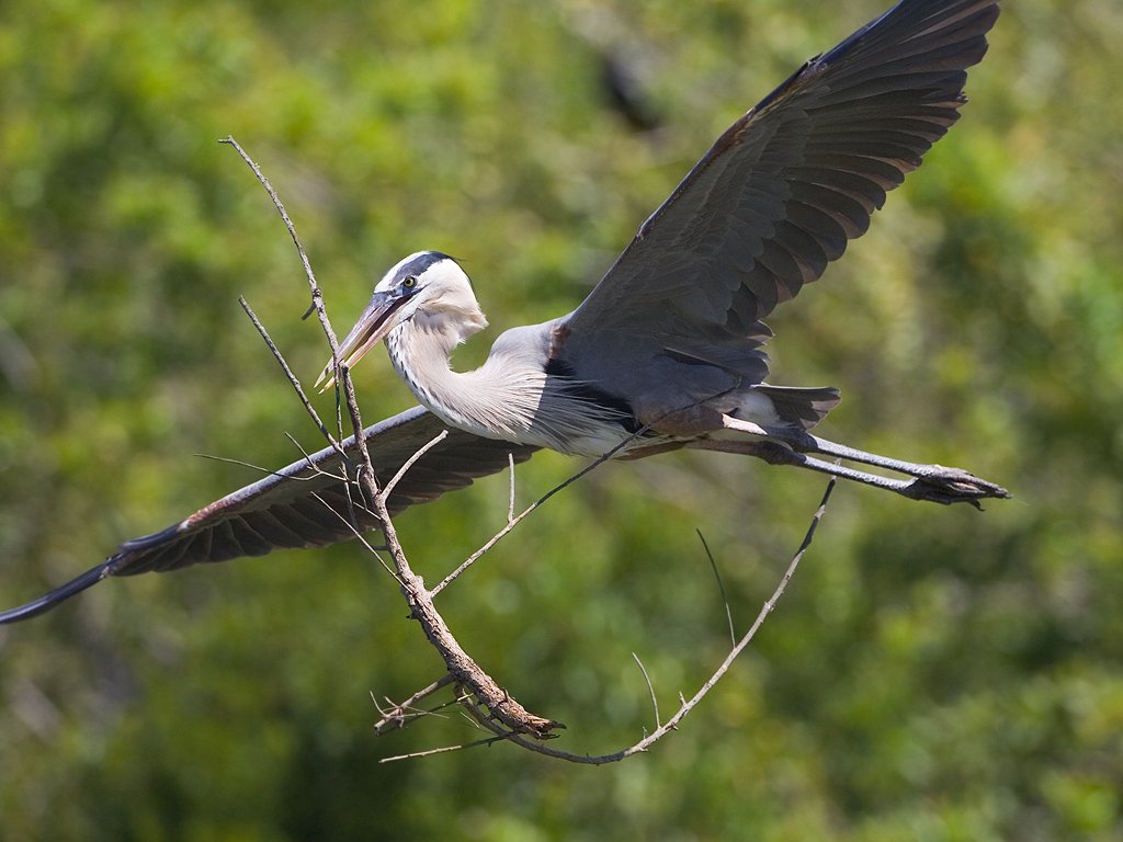 Blue heron with a big branch, Venice, Florida.  Click for next photo.
