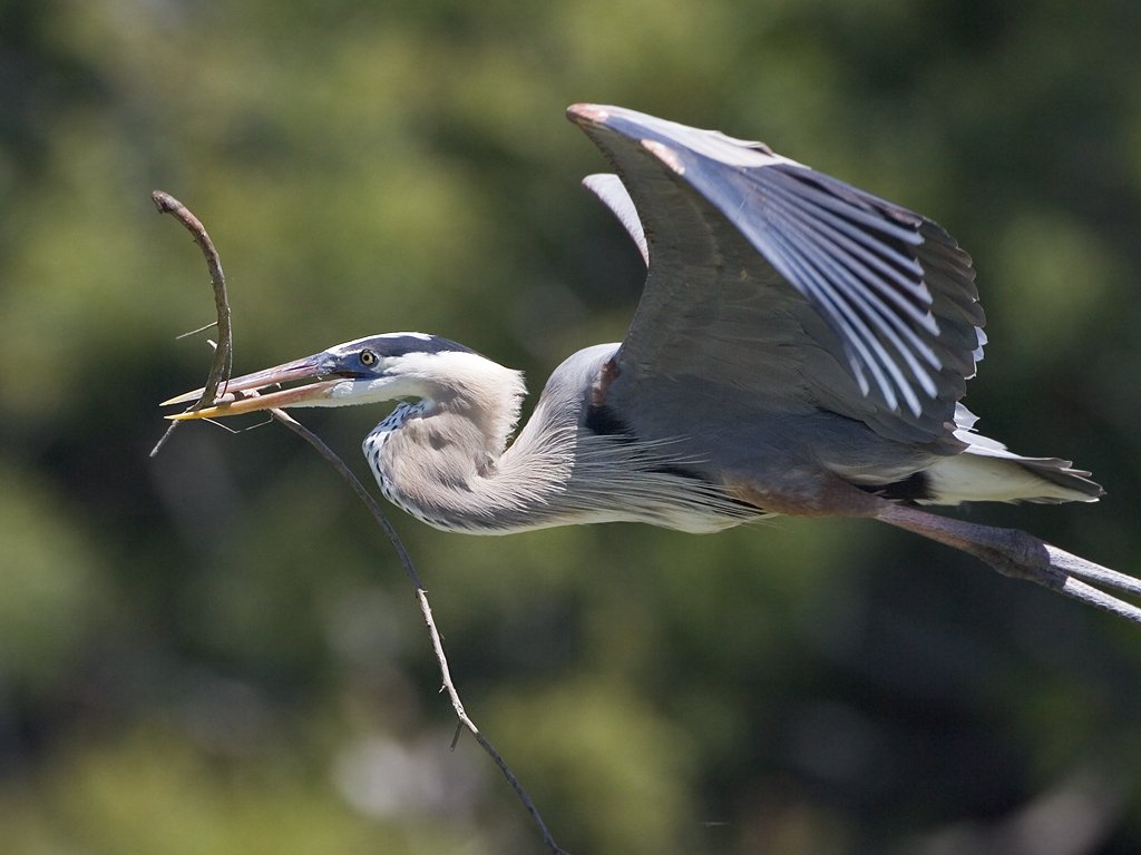 Blue heron with a branch, Venice, Florida.  Click for next photo.