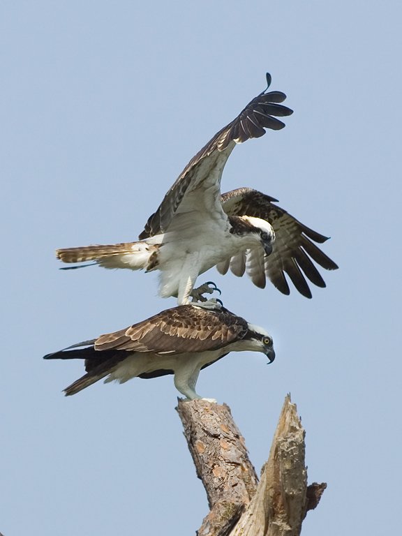 Osprey link up, third in sequence, Honeymoon Island State Park, Florida.  Click for next photo.
