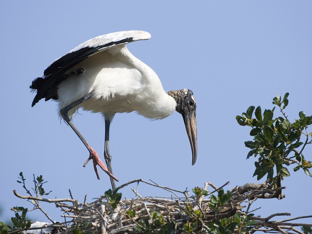 Wood stork, St. Augustine Alligator Farm, Florida.  Click for next photo.