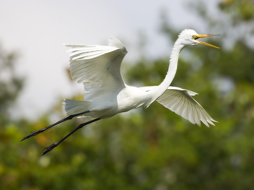 Great egret, St. Augustine Alligator Farm, Florida.  Click for next photo.