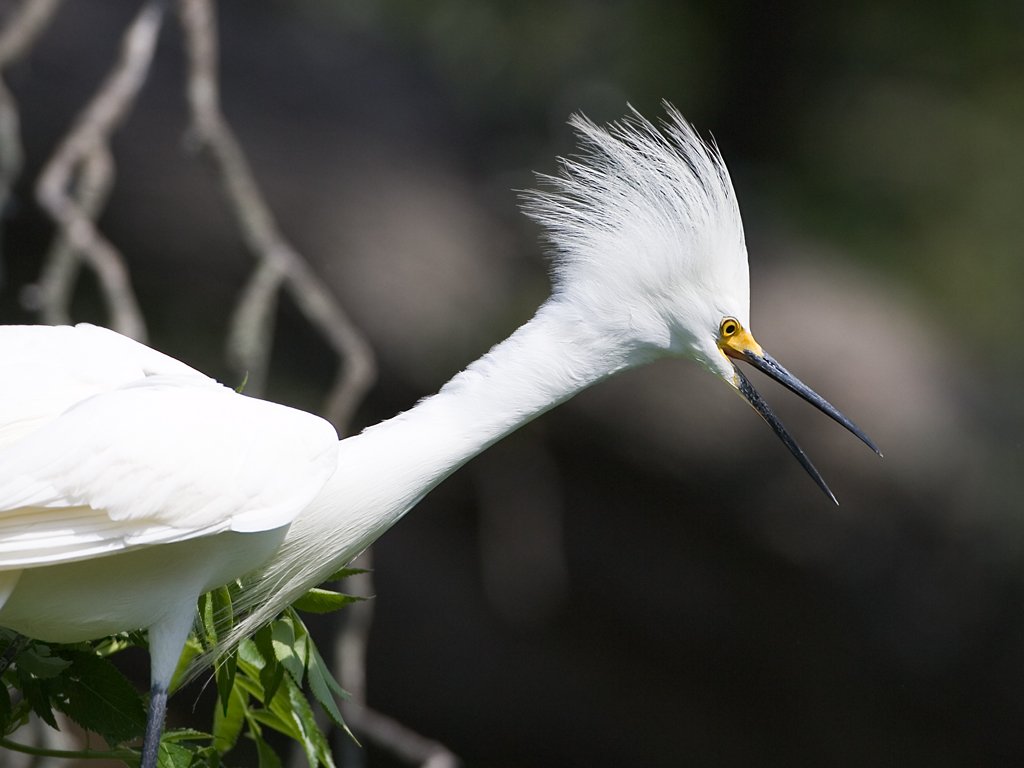 Snowy egret, St. Augustine Alligator Farm, Florida.  Click for next photo.