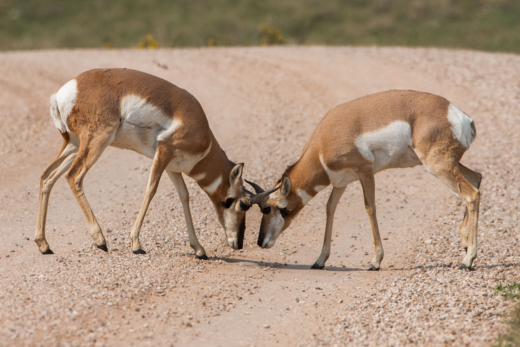 Pronghorns sparring, Custer State Park.  Click for next photo.