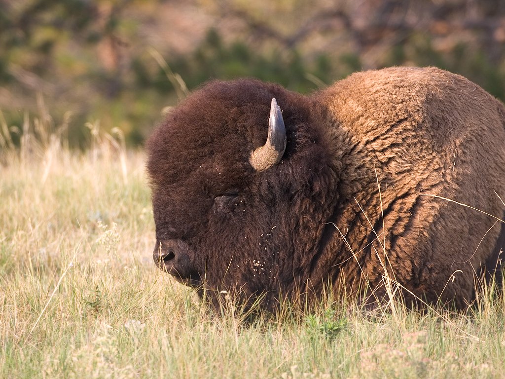 Bison snoozing, Custer State Park.  Click for next photo.
