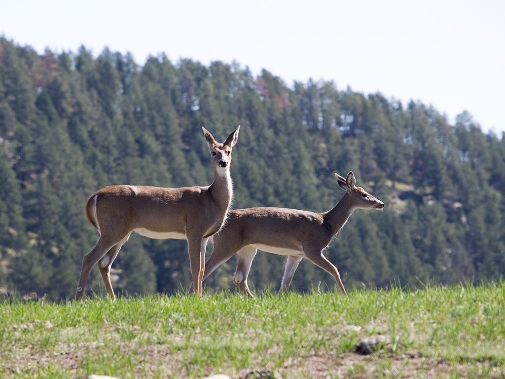Deer, Custer State Park.  Click for next photo.