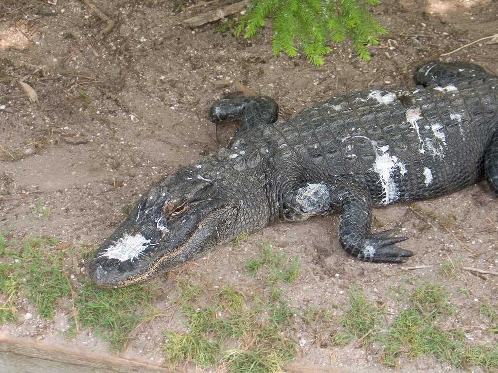 One of the gators pays the price for sunning below a bird’s nest, St. Augustine Alligator Farm, Florida.  Click for next photo.