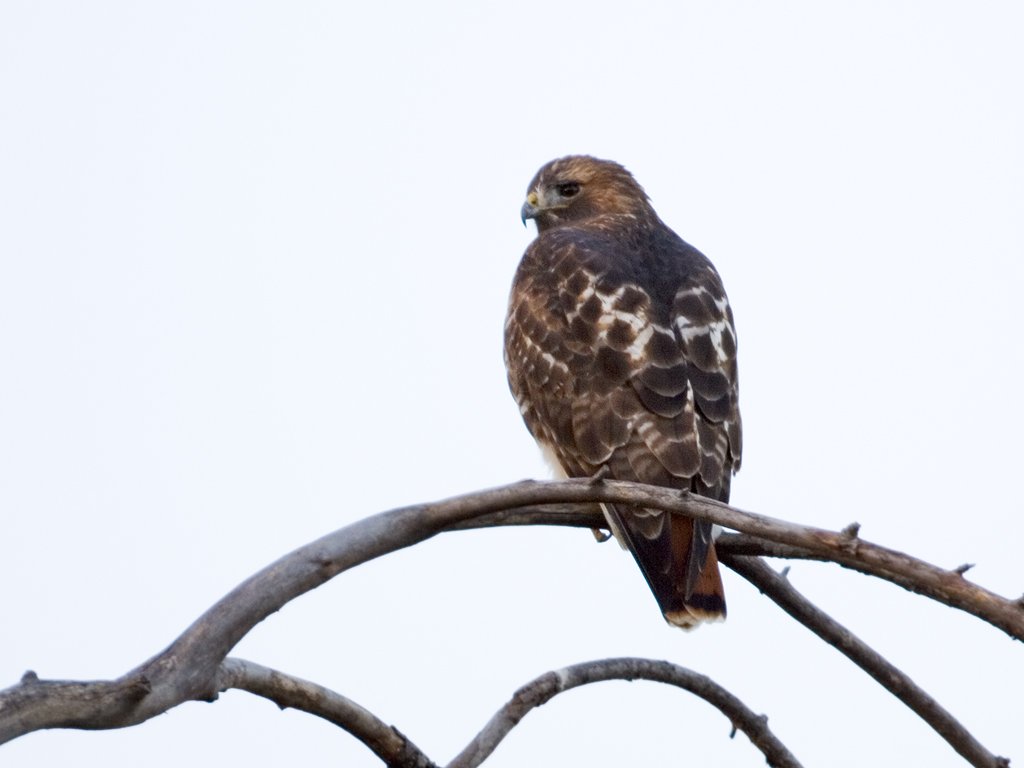 Hawk, Squaw Creek NWR  Click for next photo.