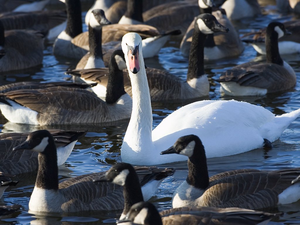 Swan among the geese, Arrowhead Park, Sioux Falls, SD.  Click for next photo.