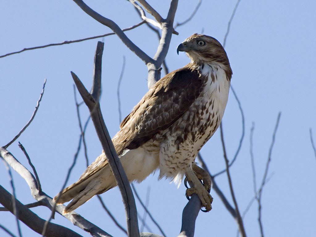 Red-tailed Hawk, Bosque del Apache NWR, New Mexico, January 2007.  Click for next photo.