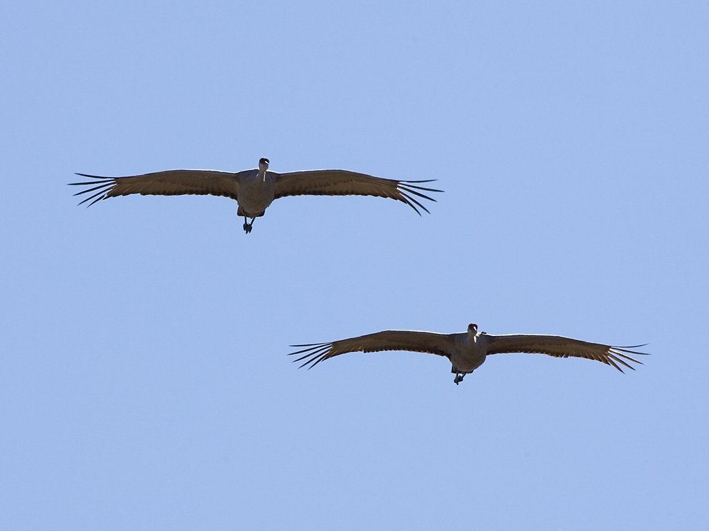 Sandhill cranes, Bosque del Apache NWR, New Mexico.  Click for next photo.