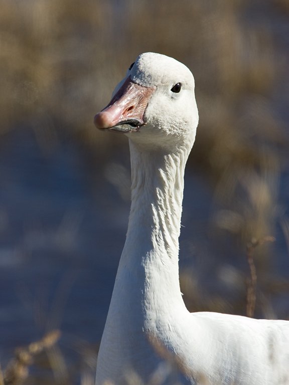 Snow goose auditioning for an insurance commercial, Bosque del Apache NWR, New Mexico, January 2007.  Click for next photo.