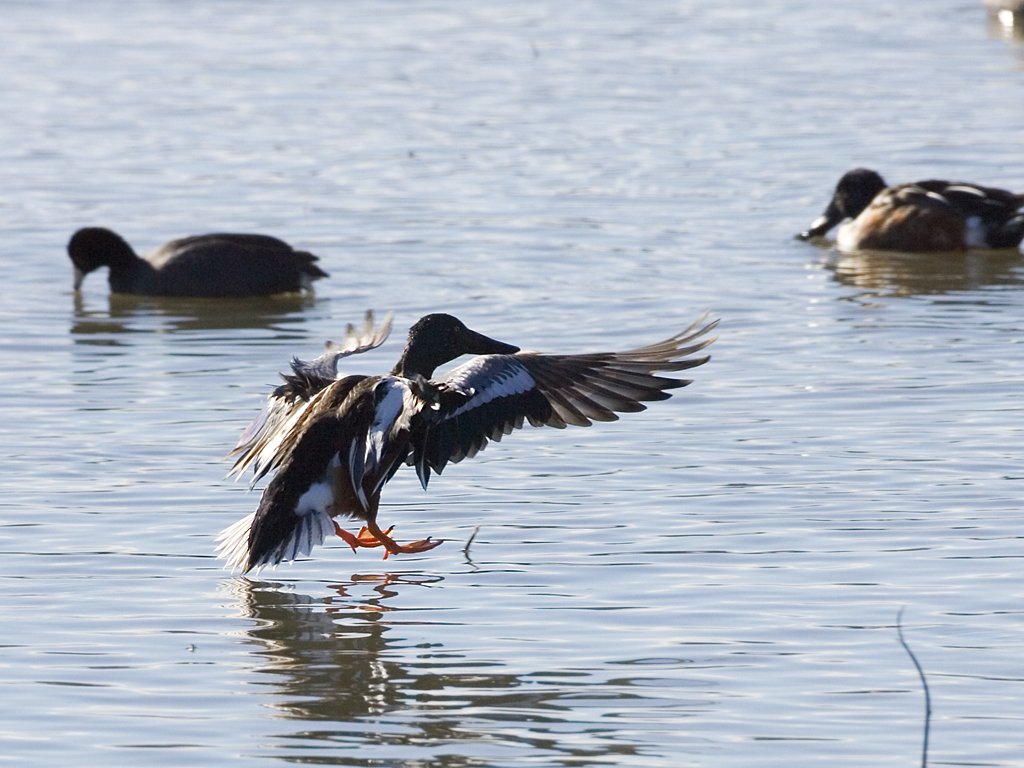 Northern Shoveler duck comes in for a landing, Bosque del Apache NWR, New Mexico.  Click for next photo.