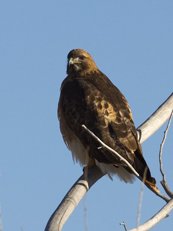 Red-tailed Hawk?, Bosque del Apache NWR, New Mexico.  Click for next photo.