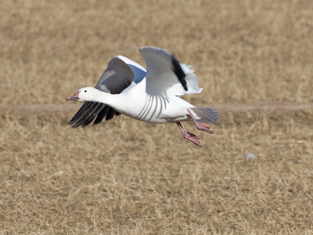 Snow goose takes off, Bosque del Apache NWR, New Mexico, January 2007.  Click for next photo.