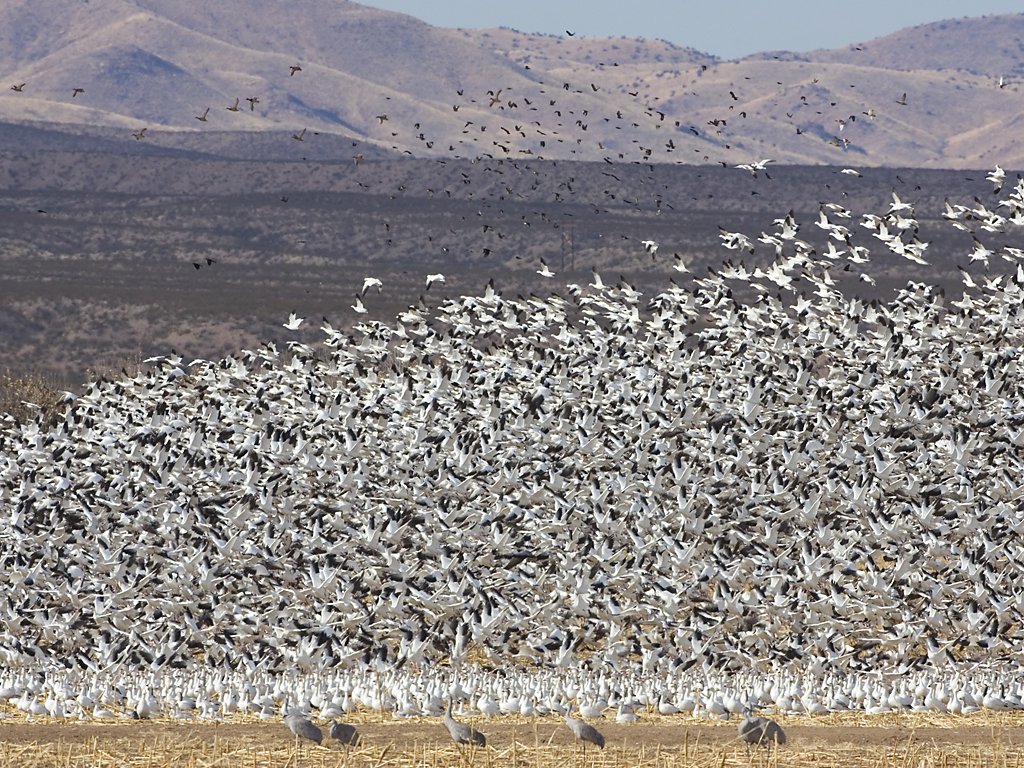 Snow geese react to the sight of an eagle, Bosque del Apache NWR, New Mexico, January 2007.  Click for next photo.