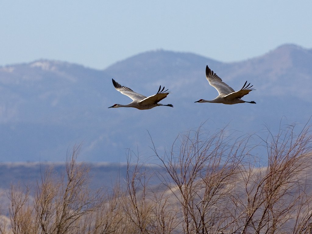 Sandhill cranes, Bosque del Apache NWR, New Mexico, January 2007.  Click for next photo.