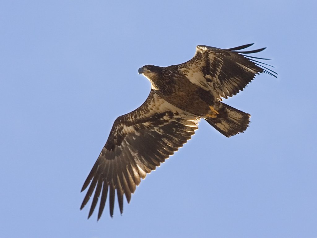 Bald Eagle (juvenile), Bosque del Apache NWR, New Mexico, January 2007.  Click for next photo.