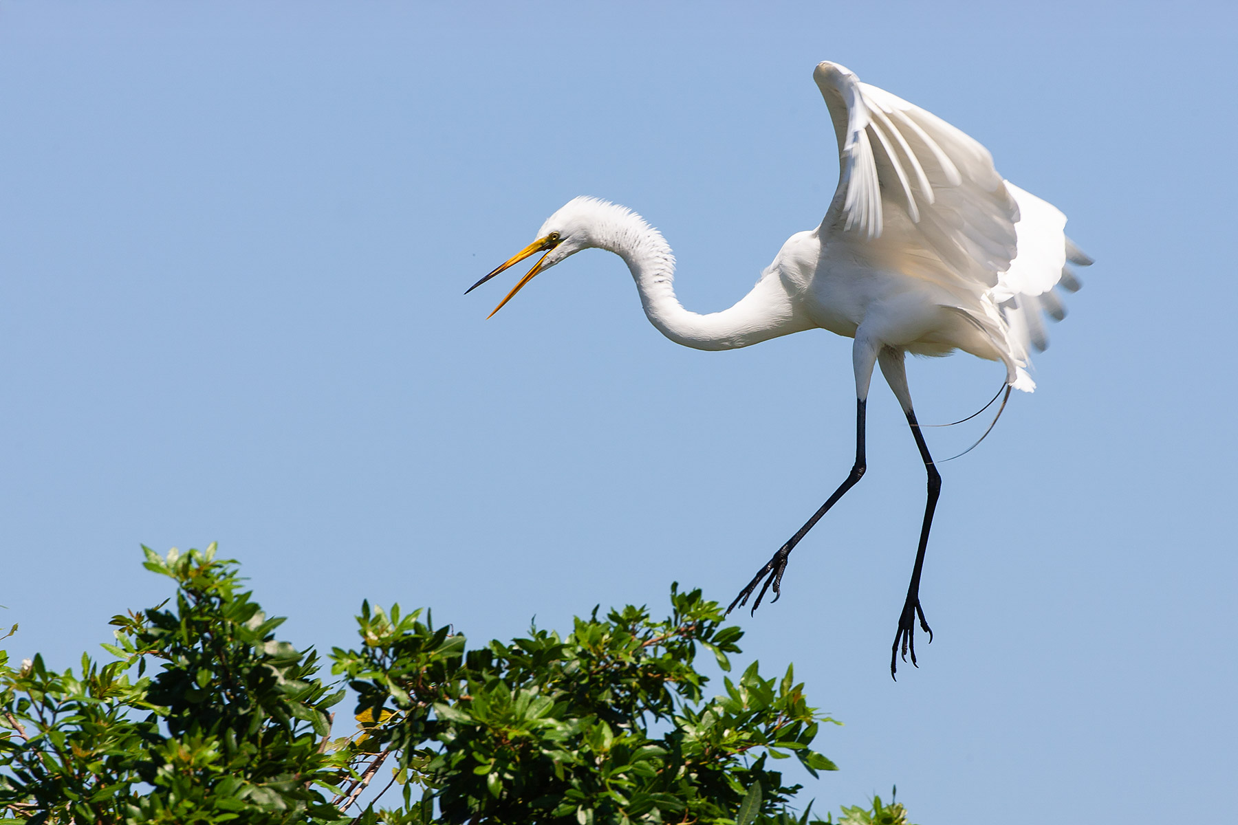 Egret, Venice, Florida.  Click for next photo.