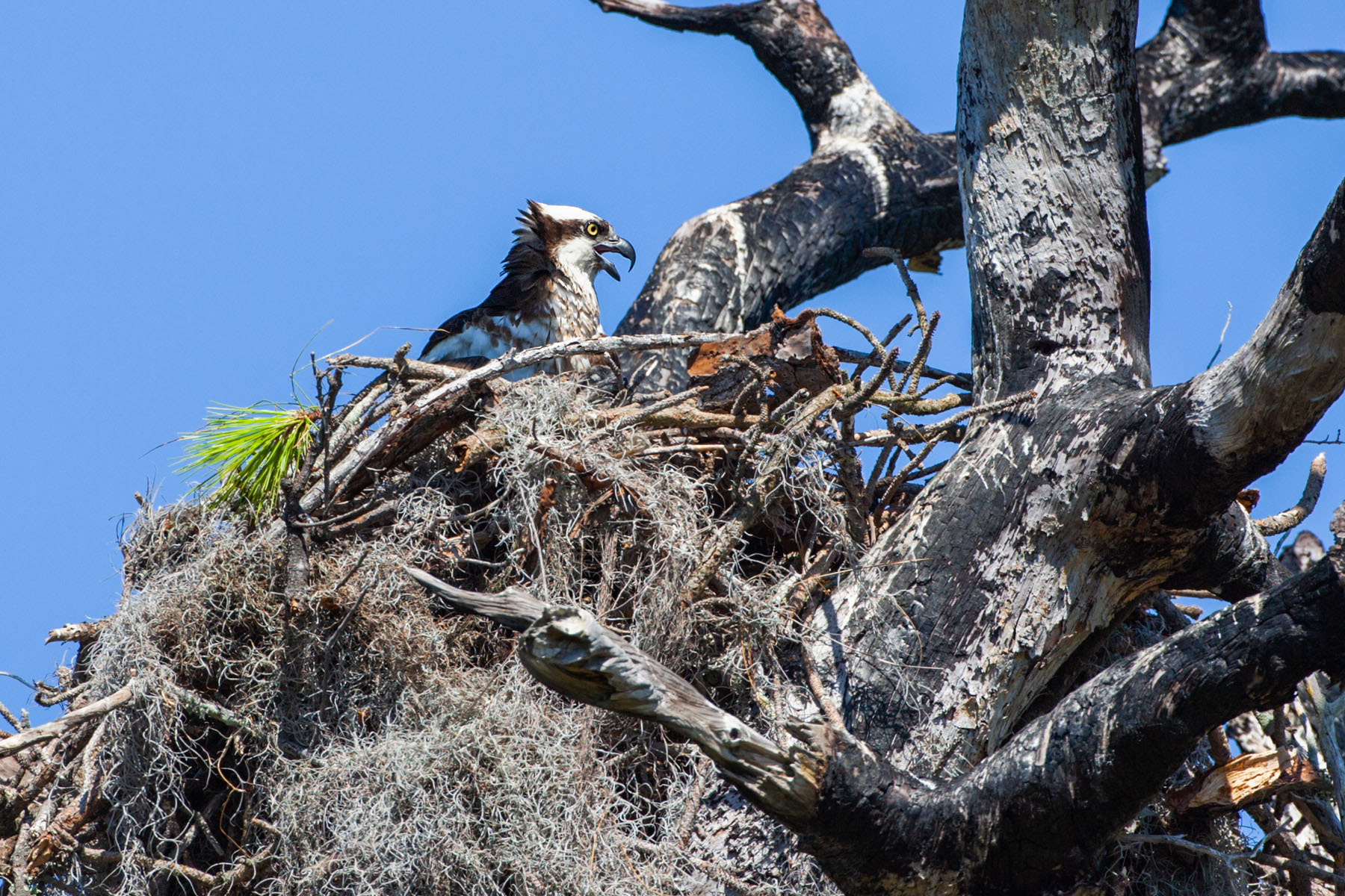 Osprey chick in nest, Honeymoon Island State Park, Florida.  Click for next photo.