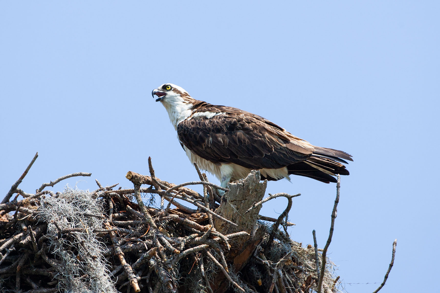 Osprey in nest, Honeymoon Island State Park, Florida.  Click for next photo.