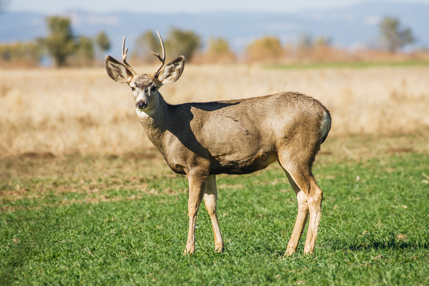 Deer, Las Vegas NWR, New Mexico.  Click for next photo.