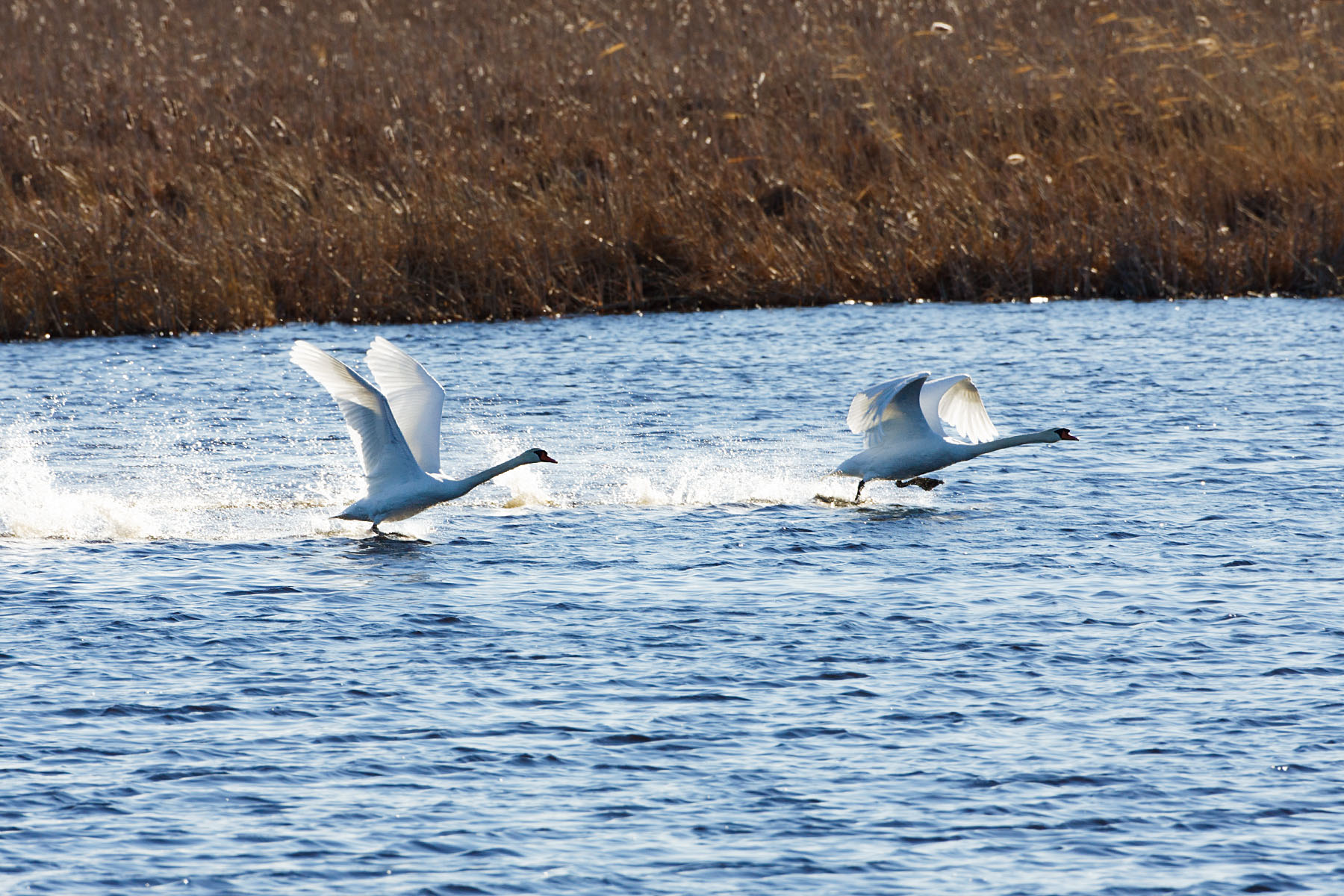 Swans taking flight, Parker River NWR, Massachusetts, 2007.  Click for next photo.