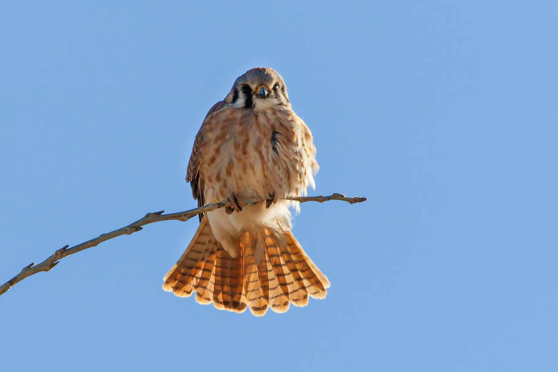 Kestrel, Bosque del Apache NWR, New Mexico.  Click for next photo.