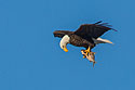 Bald eagle checks out its catch, Mississippi River, February 2007.