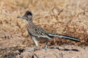 Roadrunner, Bosque del Apache NWR.