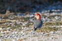 Woodpecker, Squaw Creek NWR.