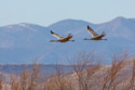 Sandhill cranes, Bosque del Apache NWR, New Mexico.