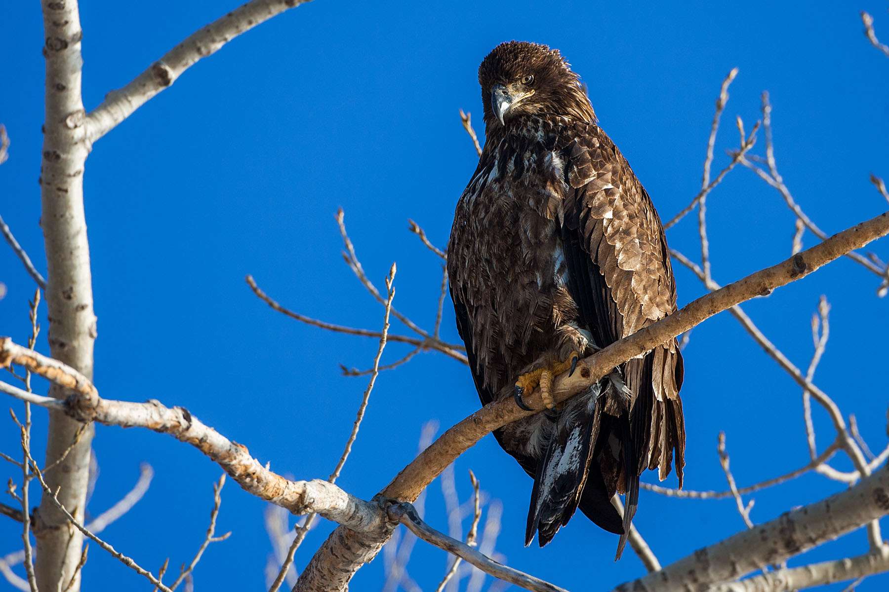 Juvenile bald eagle, Ft. Randall dam, South Dakota, February 2008.  Click for next photo.