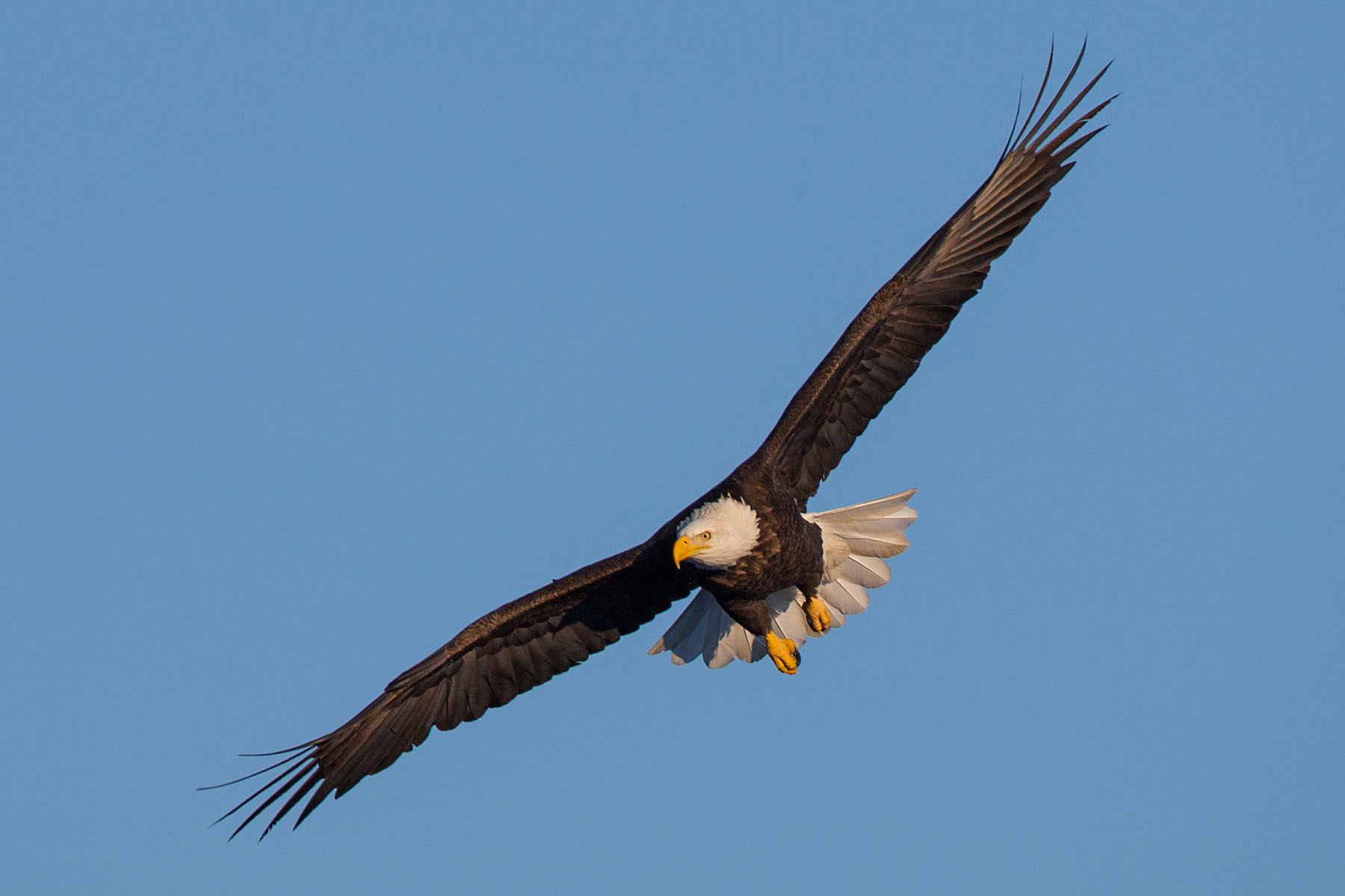 Bald eagle, Ft. Randall dam, South Dakota, February 2008.  Click for next photo.