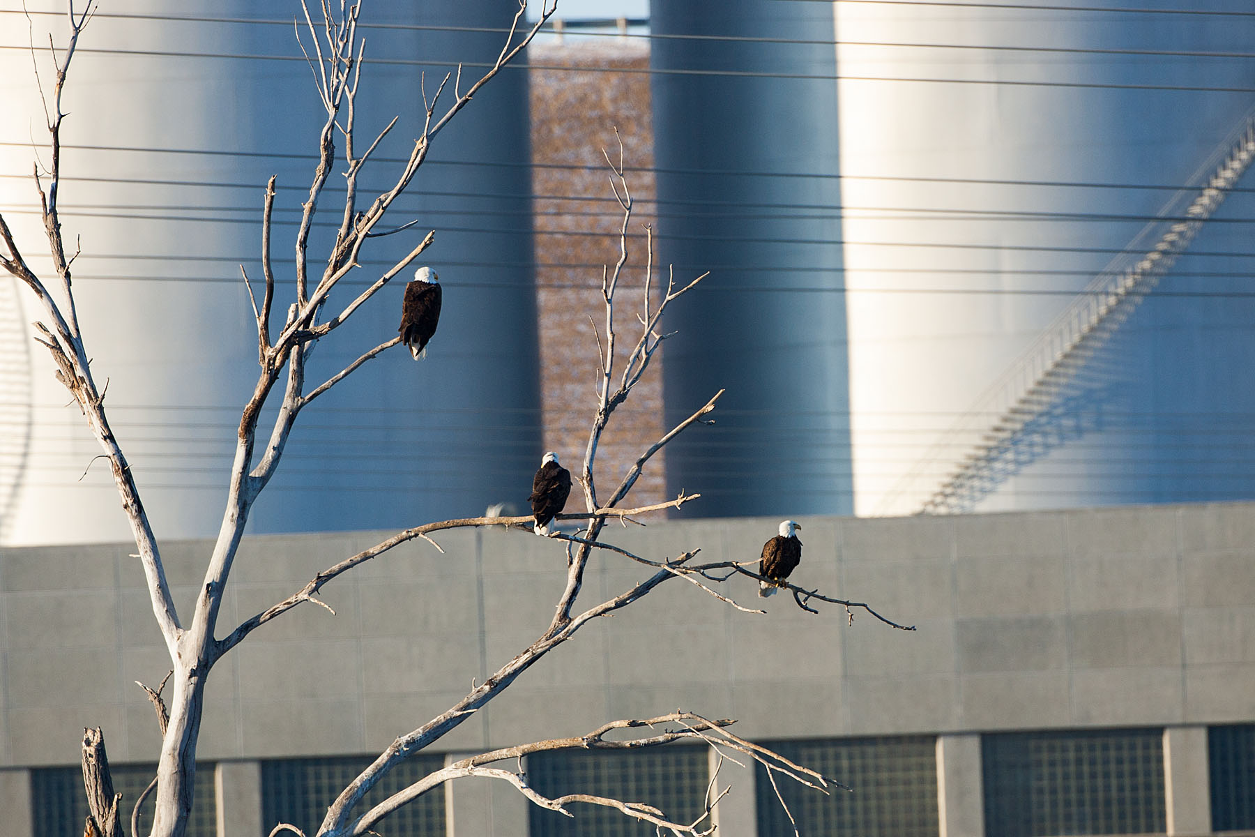 Bald eagles, Ft. Randall dam, South Dakota, February 2008.  Click for next photo.
