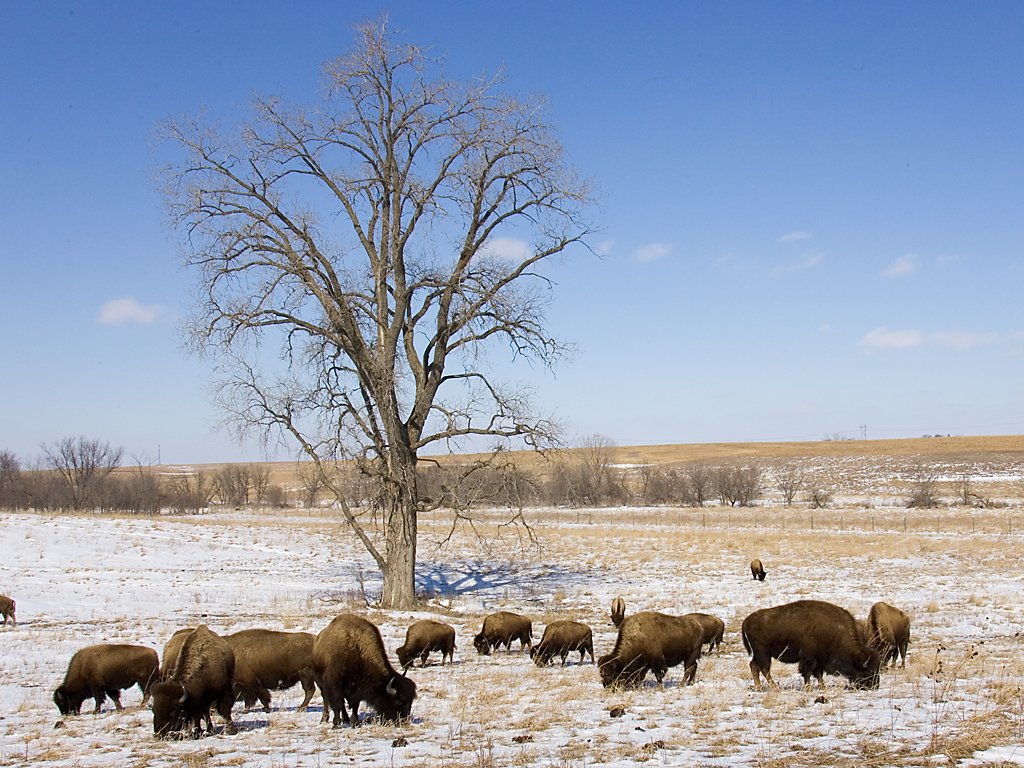 Bison, Neal Smith NWR near Des Moines, March 2008.  Click for next photo.