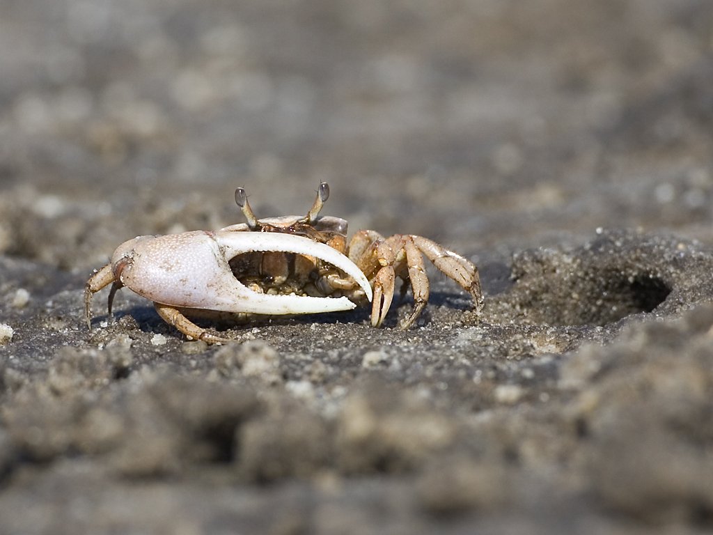 Ghost crab, Lower Suwannee NWR, Florida, March 2008.  Click for next photo.
