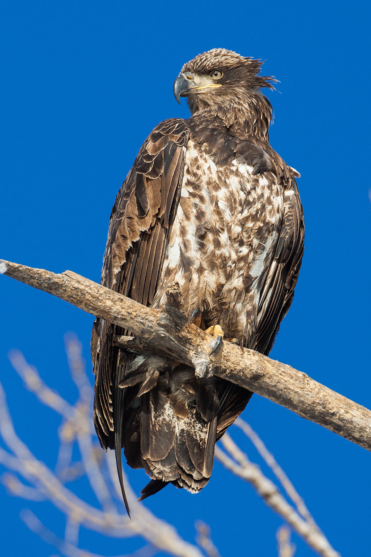 Juvenile bald eagle, Ft. Randall dam, South Dakota.  Click for next photo.